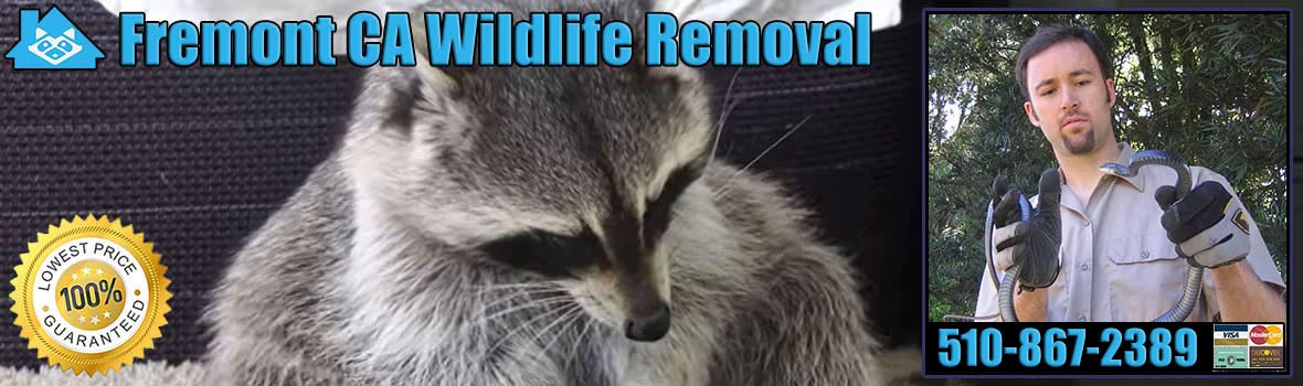 Pest Animal Removal Fremont Wildlife Control, Critter Trapping California